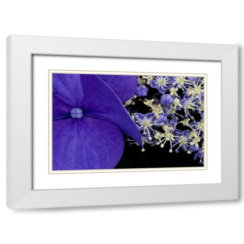 USA, Washington, Seattle Close-up of hydrangea White Modern Wood Framed Art Print with Double Matting by Ross, Nancy ,  Steve