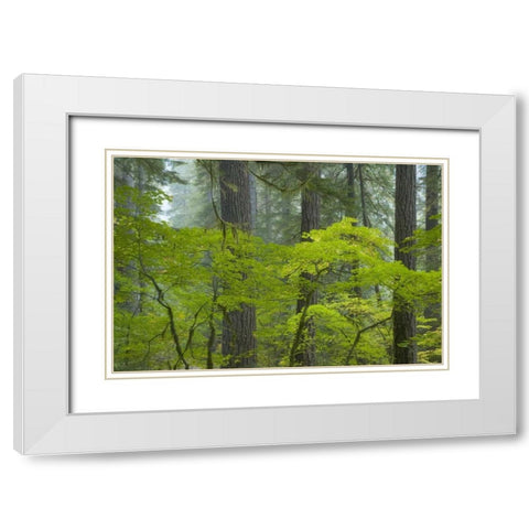 Washington, Mount Rainier NP Ohanapecosh Park White Modern Wood Framed Art Print with Double Matting by Paulson, Don