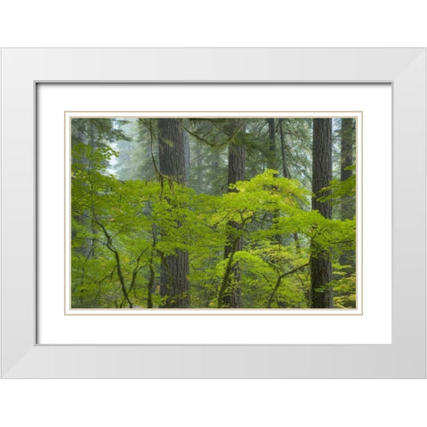 Washington, Mount Rainier NP Ohanapecosh Park White Modern Wood Framed Art Print with Double Matting by Paulson, Don