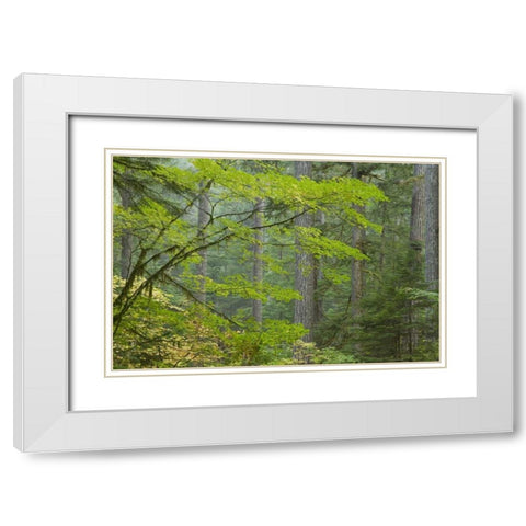 Washington, Mount Rainier NP Ohanapecosh Park White Modern Wood Framed Art Print with Double Matting by Paulson, Don