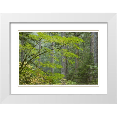 Washington, Mount Rainier NP Ohanapecosh Park White Modern Wood Framed Art Print with Double Matting by Paulson, Don