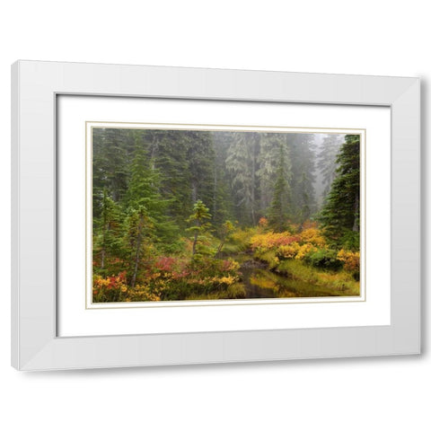 WA, Mount Rainier NP Vegetation over a brook White Modern Wood Framed Art Print with Double Matting by Paulson, Don