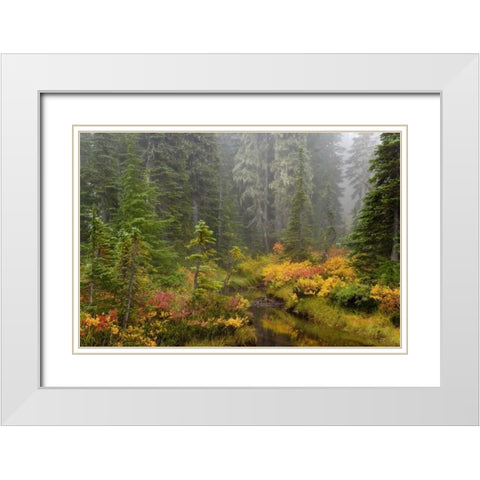 WA, Mount Rainier NP Vegetation over a brook White Modern Wood Framed Art Print with Double Matting by Paulson, Don