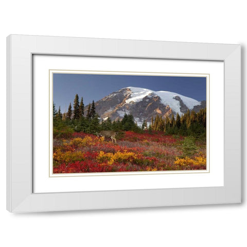 WA, Mount Rainier NP, Deer grazing in meadow White Modern Wood Framed Art Print with Double Matting by Paulson, Don