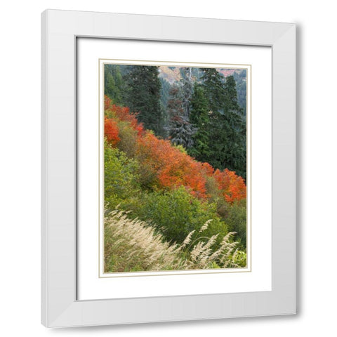 WA, Mount Baker Wilderness Tomyhoi Lake Trail White Modern Wood Framed Art Print with Double Matting by Paulson, Don