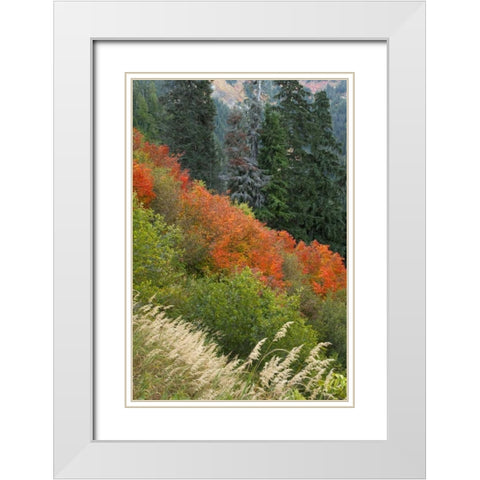 WA, Mount Baker Wilderness Tomyhoi Lake Trail White Modern Wood Framed Art Print with Double Matting by Paulson, Don