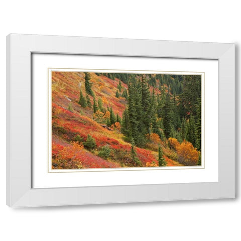 WA, Mount Baker Wilderness Tomyhoi Lake Trail White Modern Wood Framed Art Print with Double Matting by Paulson, Don