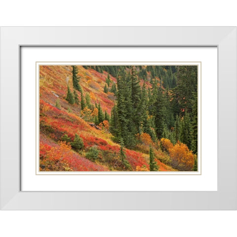 WA, Mount Baker Wilderness Tomyhoi Lake Trail White Modern Wood Framed Art Print with Double Matting by Paulson, Don