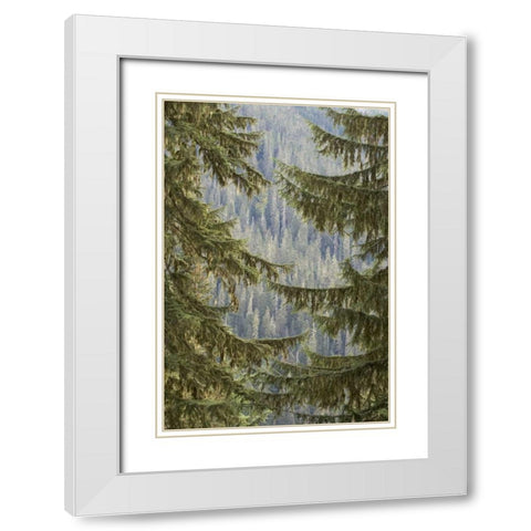 WA, Mountain hemlock trees frame a distant forest White Modern Wood Framed Art Print with Double Matting by Paulson, Don