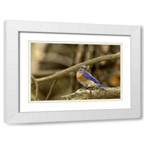 WA, Yakima Western bluebird with food for chicks White Modern Wood Framed Art Print with Double Matting by Welling, Dave