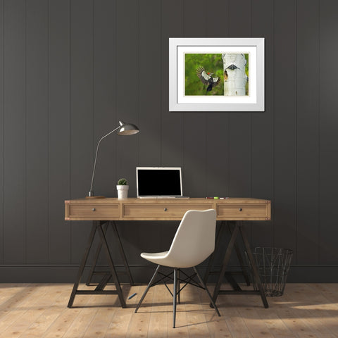 WA, YakimaPleated woodpecker at nest with chicks White Modern Wood Framed Art Print with Double Matting by Welling, Dave