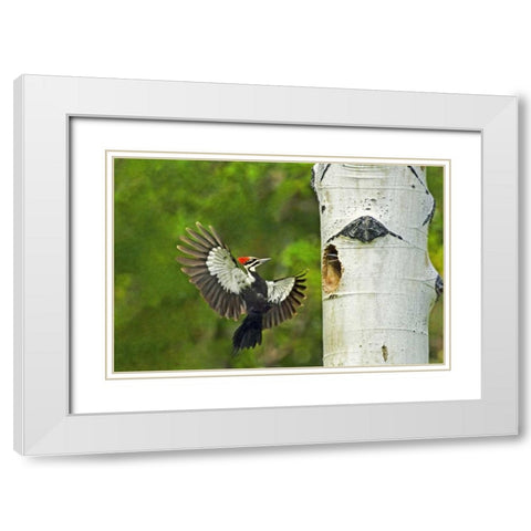 WA, YakimaPleated woodpecker at nest with chicks White Modern Wood Framed Art Print with Double Matting by Welling, Dave
