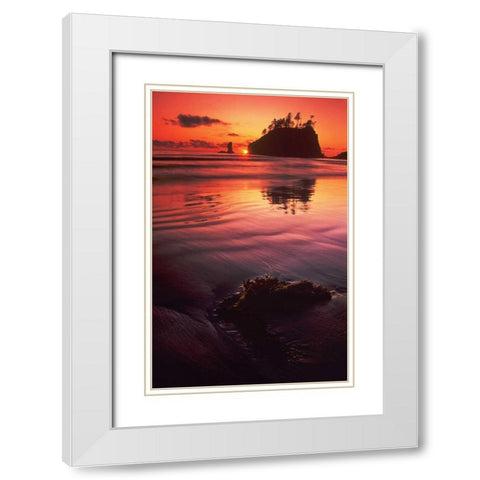 WA, Olympic NP Sunset over sea stacks White Modern Wood Framed Art Print with Double Matting by Welling, Dave