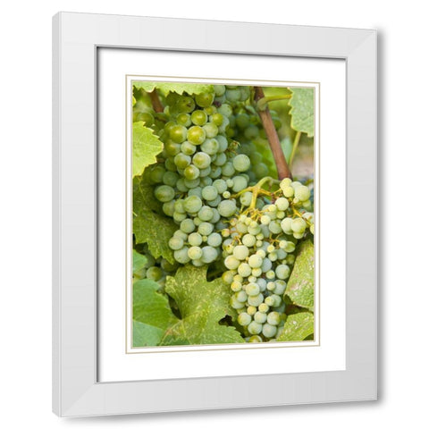 WA, Quincy Detail of Semillon grapes in vineyard White Modern Wood Framed Art Print with Double Matting by Ross, Nancy ,  Steve