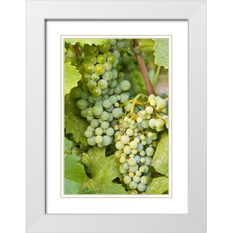 WA, Quincy Detail of Semillon grapes in vineyard White Modern Wood Framed Art Print with Double Matting by Ross, Nancy ,  Steve