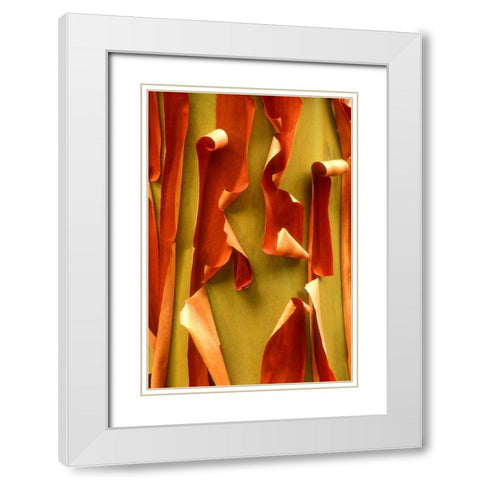 WA, Olympic NP Pacific Madrone tree bark detail White Modern Wood Framed Art Print with Double Matting by Welling, Dave