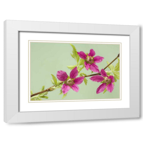 USA,WA, Salmonberry blossoms on branch in spring White Modern Wood Framed Art Print with Double Matting by Paulson, Don