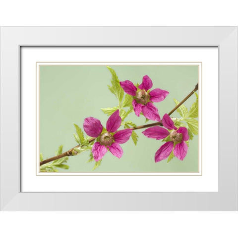 USA,WA, Salmonberry blossoms on branch in spring White Modern Wood Framed Art Print with Double Matting by Paulson, Don