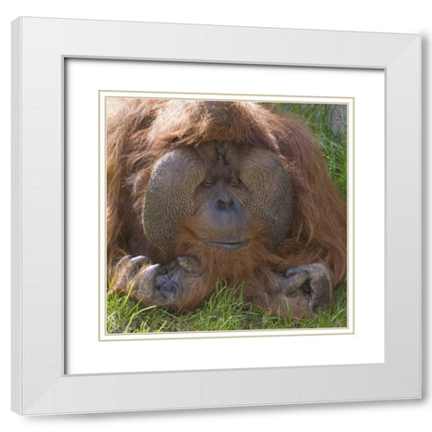 Washington, Seattle Close-up of male orangutan White Modern Wood Framed Art Print with Double Matting by Paulson, Don