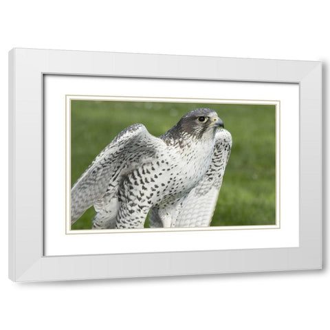 USA,Washington,Seattle Close-up of Gyrfalcon White Modern Wood Framed Art Print with Double Matting by Paulson, Don