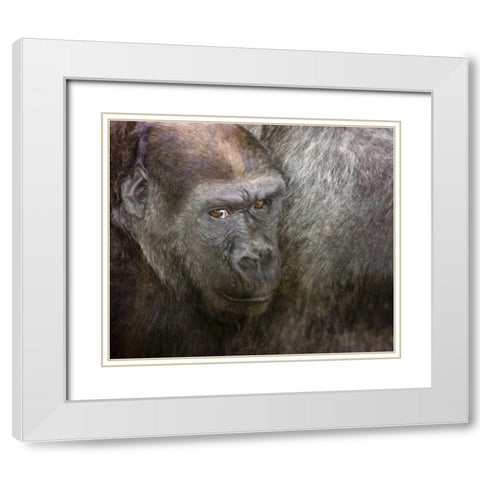 USA,Washington,Seattle Close-up of a gorilla White Modern Wood Framed Art Print with Double Matting by Paulson, Don