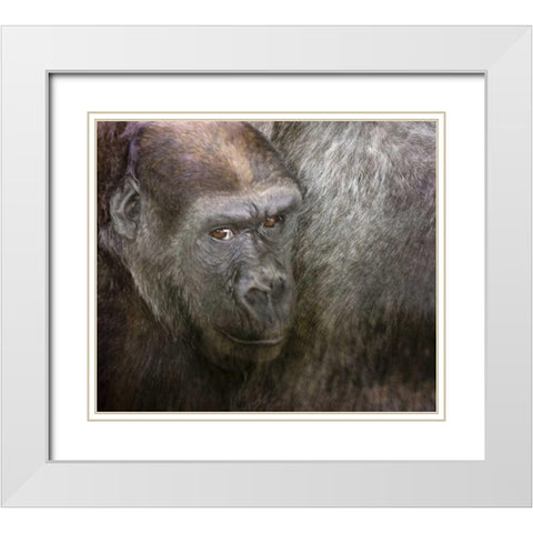 USA,Washington,Seattle Close-up of a gorilla White Modern Wood Framed Art Print with Double Matting by Paulson, Don