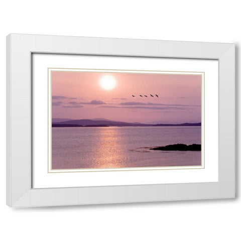 WA, San Juan Isl Birds flying at sunset White Modern Wood Framed Art Print with Double Matting by Paulson, Don
