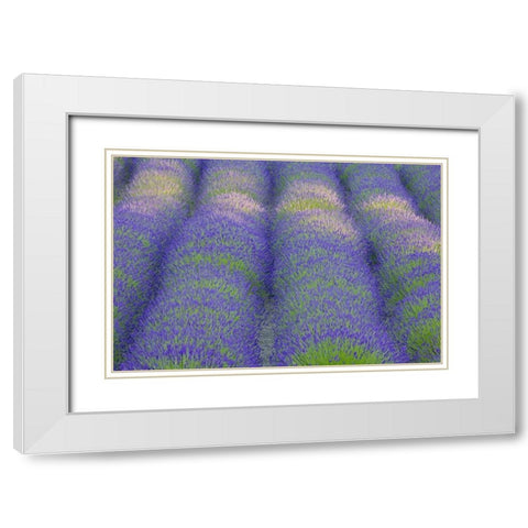 Washington, Bainbridge Island Lavender in garden White Modern Wood Framed Art Print with Double Matting by Paulson, Don