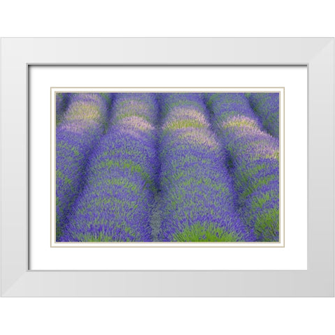 Washington, Bainbridge Island Lavender in garden White Modern Wood Framed Art Print with Double Matting by Paulson, Don
