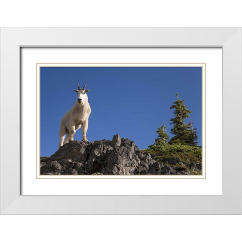 Olympic NP, Klahhane Ridge Male mountain goat White Modern Wood Framed Art Print with Double Matting by Paulson, Don