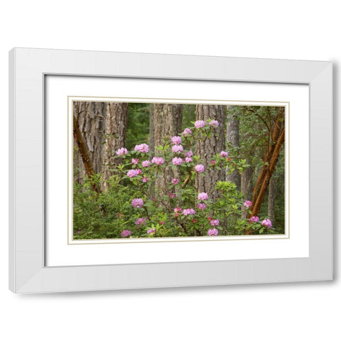 WA, Seabeck Rhododendron flowers grow in forest White Modern Wood Framed Art Print with Double Matting by Paulson, Don