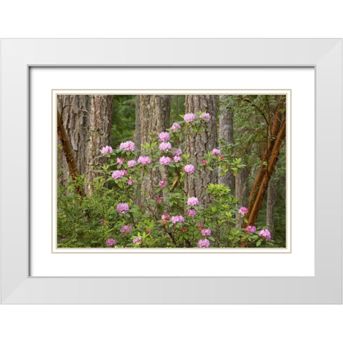 WA, Seabeck Rhododendron flowers grow in forest White Modern Wood Framed Art Print with Double Matting by Paulson, Don