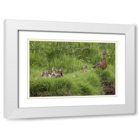 USA, Washington, Seabeck Mother duck with babies White Modern Wood Framed Art Print with Double Matting by Paulson, Don