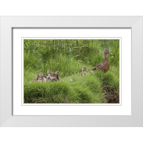 USA, Washington, Seabeck Mother duck with babies White Modern Wood Framed Art Print with Double Matting by Paulson, Don