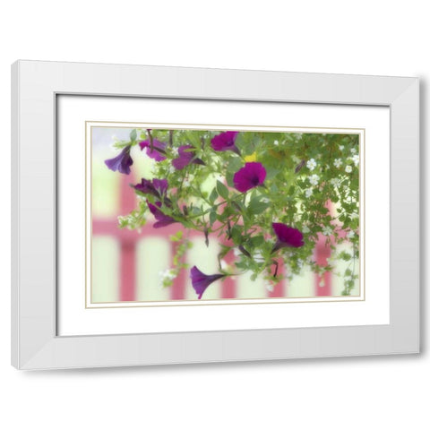 WA, Flowers hang from basket by a picket fence White Modern Wood Framed Art Print with Double Matting by Paulson, Don