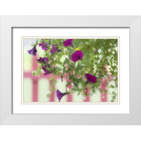 WA, Flowers hang from basket by a picket fence White Modern Wood Framed Art Print with Double Matting by Paulson, Don