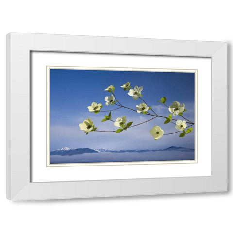 WA, Hood Canal Pacific dogwood blossoms White Modern Wood Framed Art Print with Double Matting by Paulson, Don