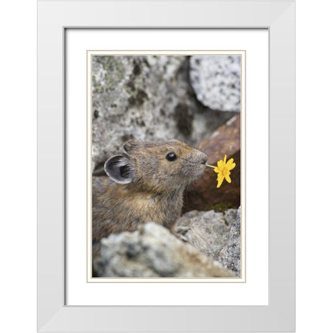 WA, Cascade Pass Pika with flower in mouth White Modern Wood Framed Art Print with Double Matting by Paulson, Don