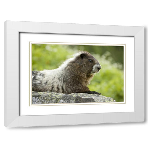 WA, North Cascades NP, Marmot sitting on rock White Modern Wood Framed Art Print with Double Matting by Paulson, Don