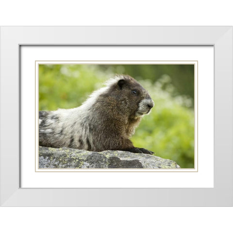 WA, North Cascades NP, Marmot sitting on rock White Modern Wood Framed Art Print with Double Matting by Paulson, Don