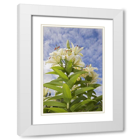 WA, Garden lily plant and flowers against sky White Modern Wood Framed Art Print with Double Matting by Paulson, Don