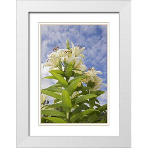 WA, Garden lily plant and flowers against sky White Modern Wood Framed Art Print with Double Matting by Paulson, Don