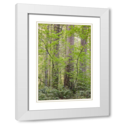 WA Forest in Battle Ground Lake SP White Modern Wood Framed Art Print with Double Matting by Paulson, Don