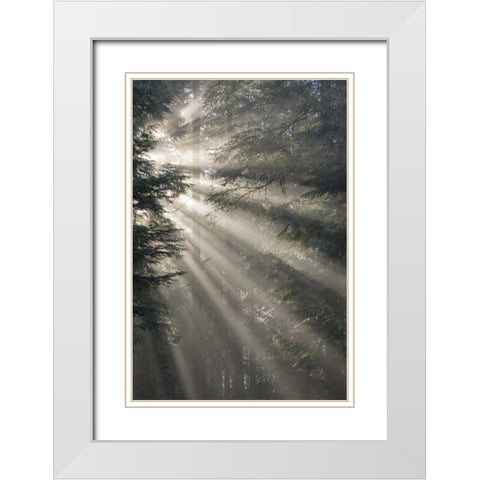 WA, Seabeck God rays illumine tree branches White Modern Wood Framed Art Print with Double Matting by Paulson, Don