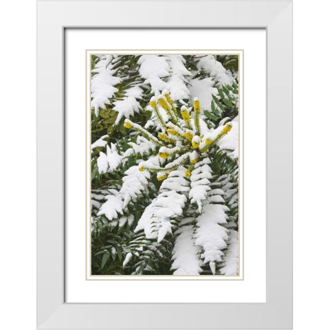 WA, snowy Oregon grape shrub with yellow flowers White Modern Wood Framed Art Print with Double Matting by Paulson, Don