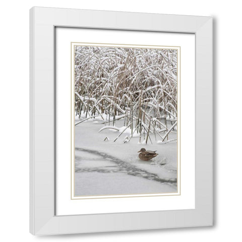 WA, Seabeck Lone mallard duck sits on icy pond White Modern Wood Framed Art Print with Double Matting by Paulson, Don