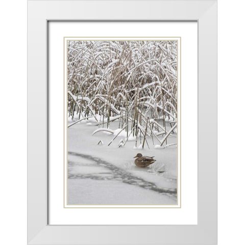 WA, Seabeck Lone mallard duck sits on icy pond White Modern Wood Framed Art Print with Double Matting by Paulson, Don