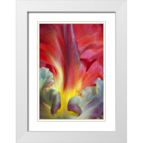 USA, Washington, Seabeck Detail of parrot tulip White Modern Wood Framed Art Print with Double Matting by Paulson, Don