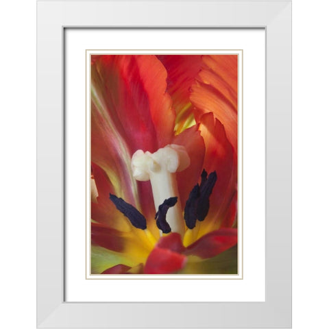 USA, Washington, Seabeck Detail of parrot tulip White Modern Wood Framed Art Print with Double Matting by Paulson, Don