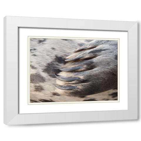 Washington, Seabeck Harbor seal flipper White Modern Wood Framed Art Print with Double Matting by Paulson, Don